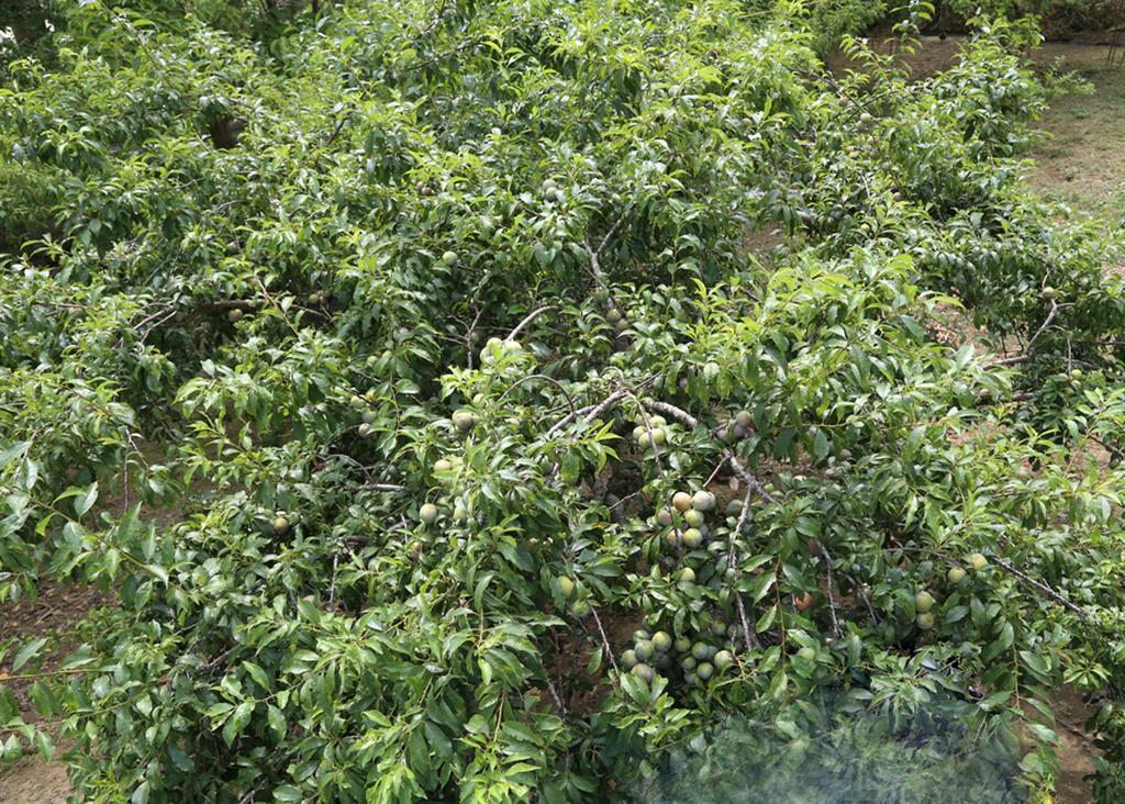 Sa House Bac Ha Apartment Екстериор снимка